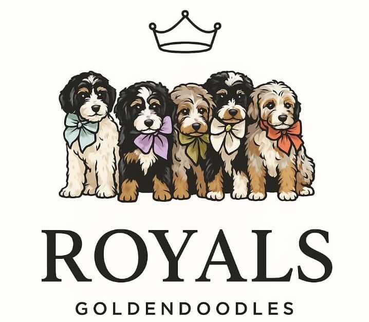 Royal Golden Benerdoodle Puppy